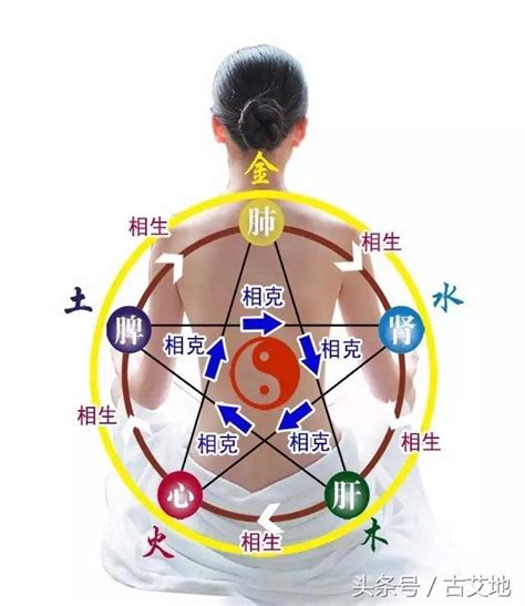 肝心脾肺腎木火土金水|保健知識｜中醫五行學說，對應人體器官